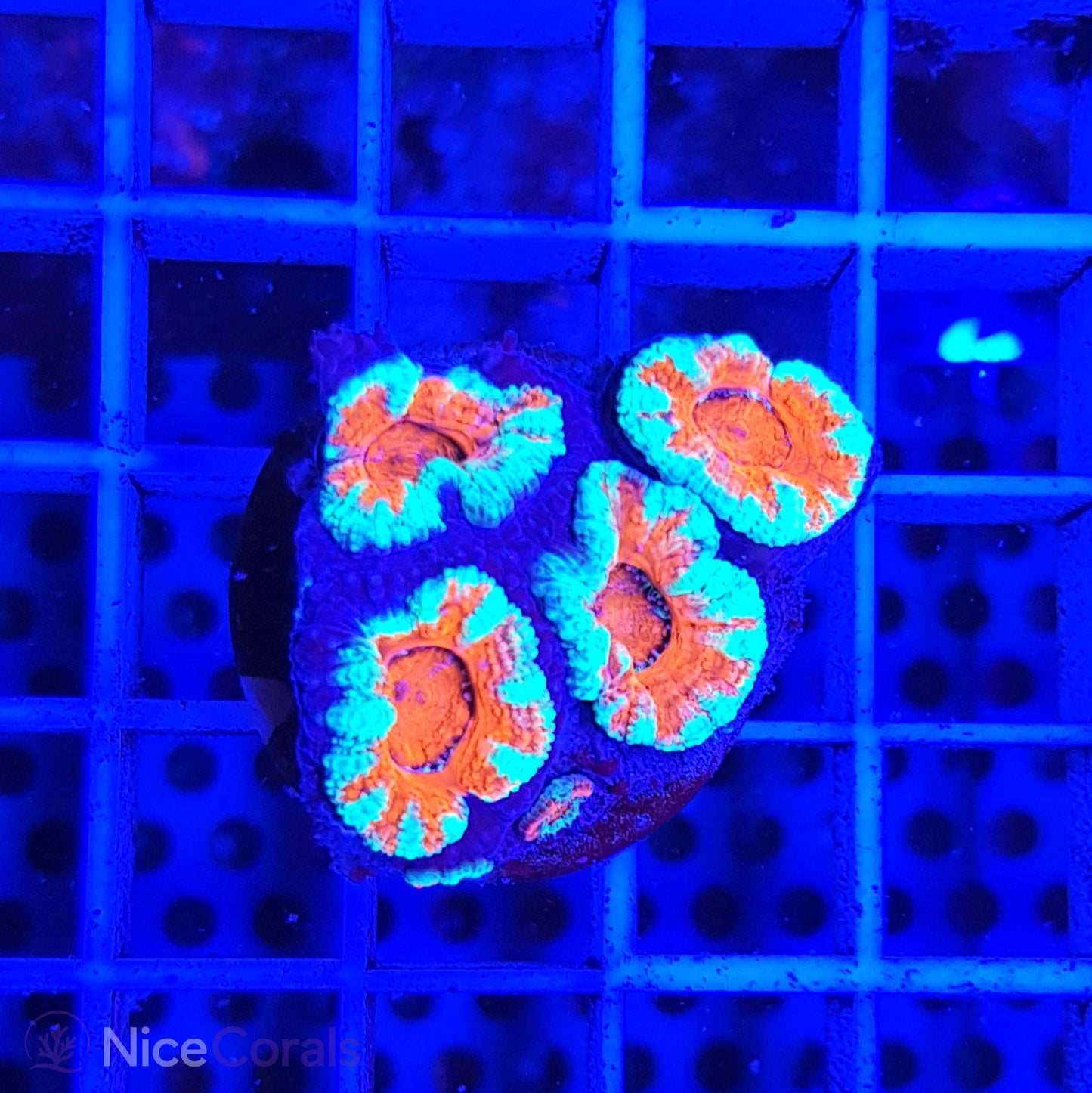 Acanthastrea