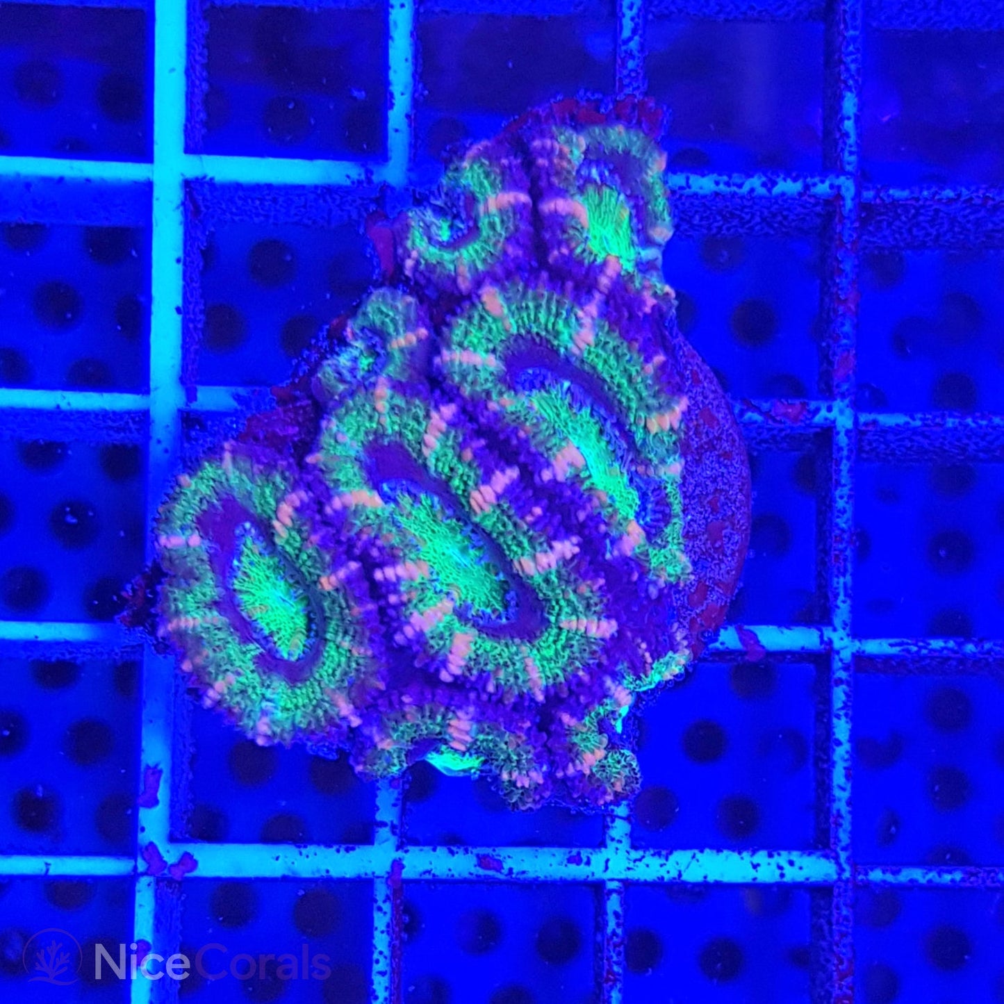 Acanthastrea
