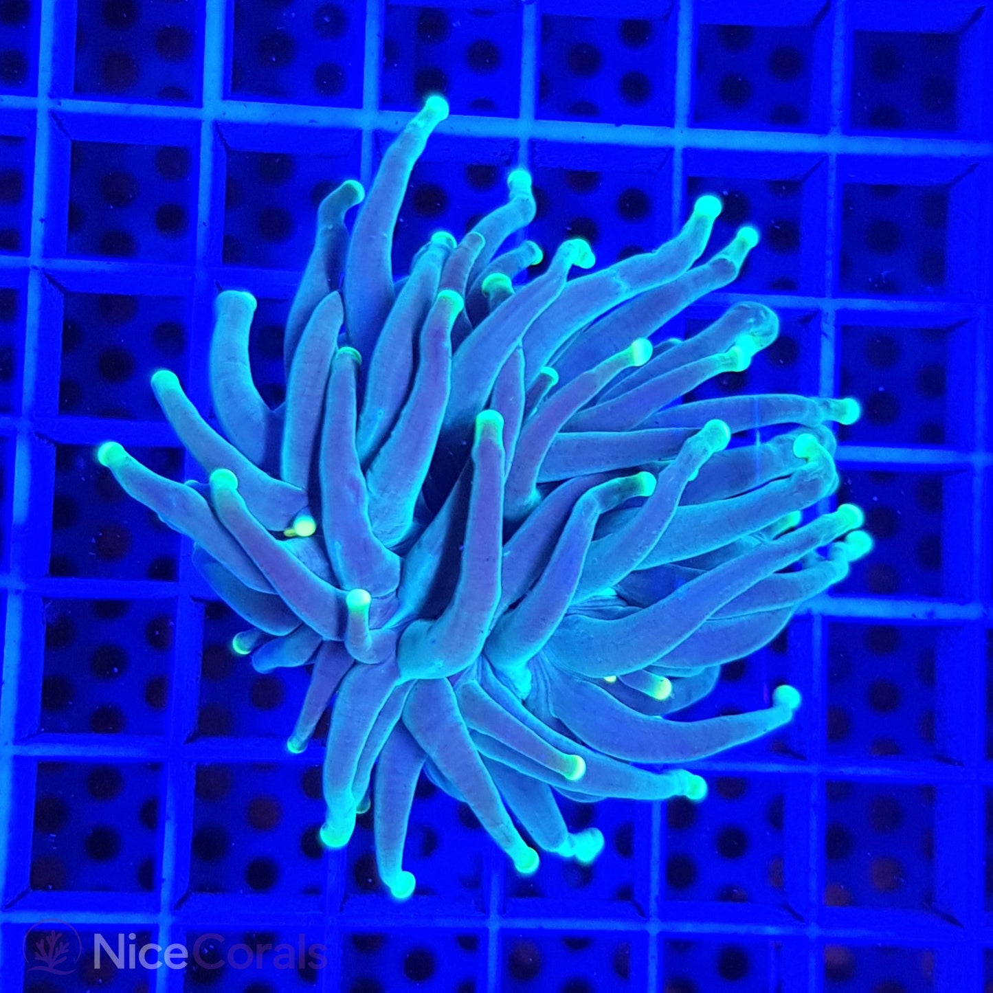 Euphyllia Torch
