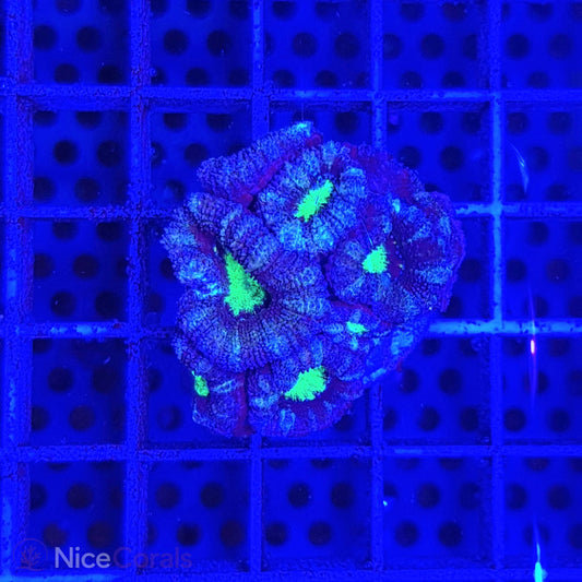 Acanthastrea