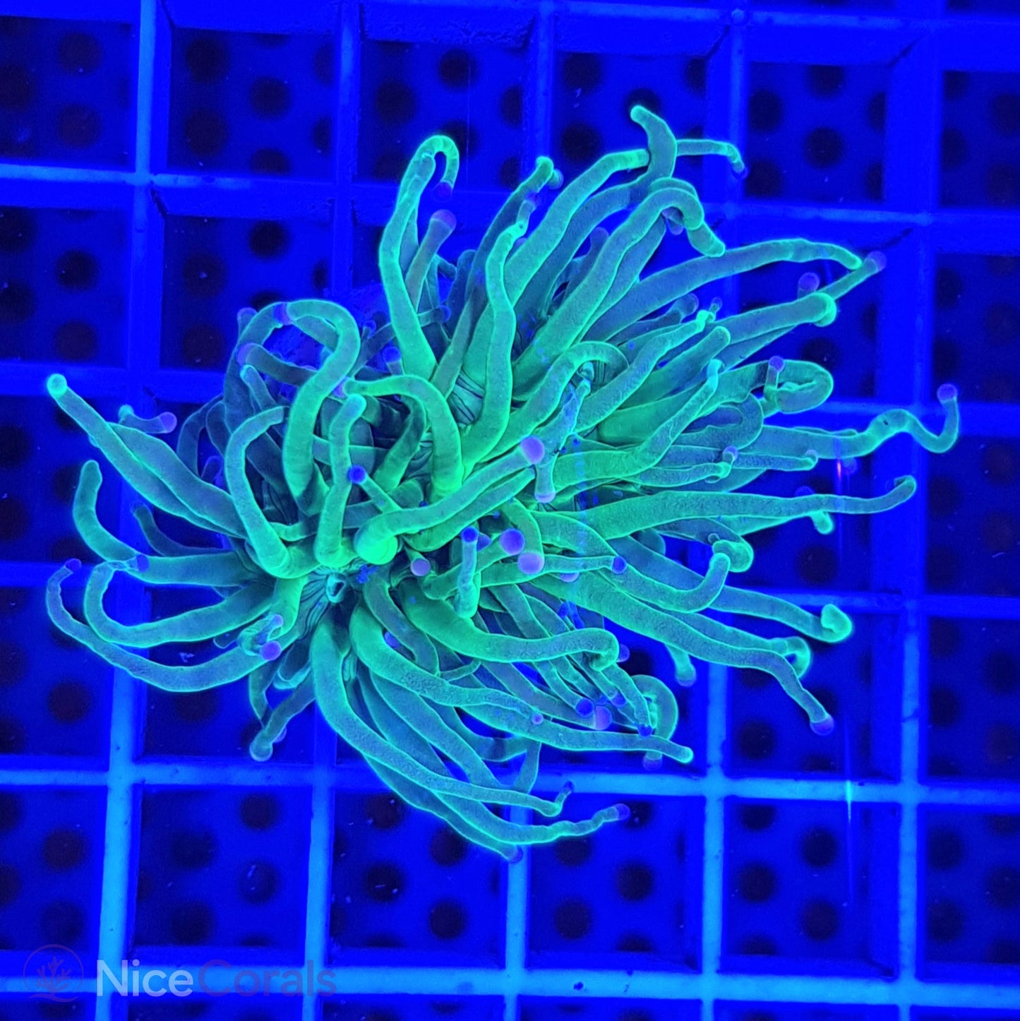 Euphyllia Torch