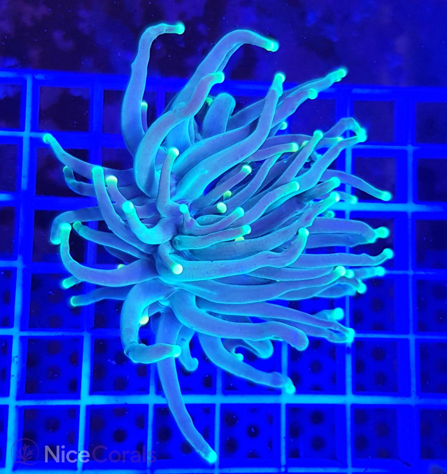 Euphyllia Torch