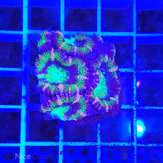 Acanthastrea