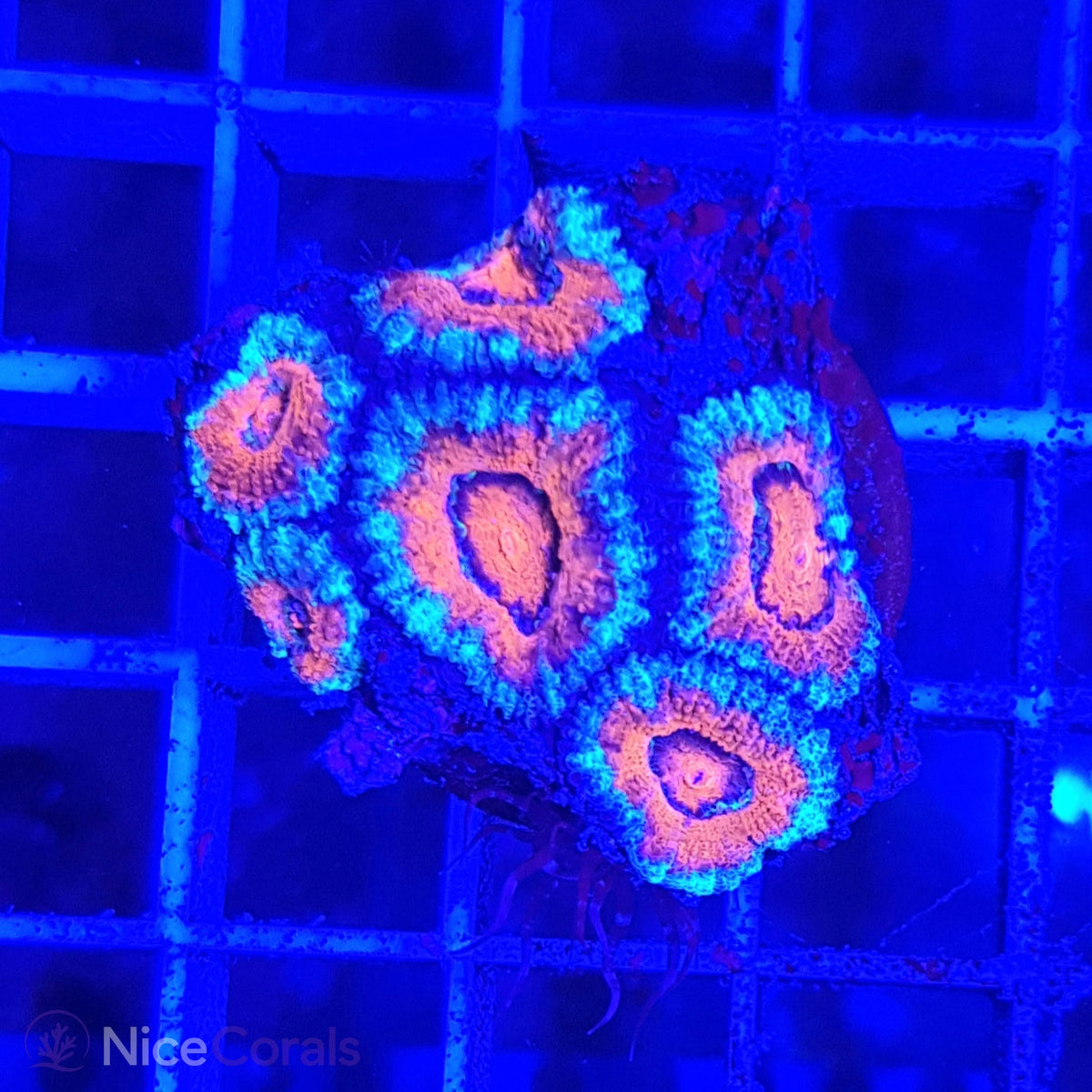 Acanthastrea