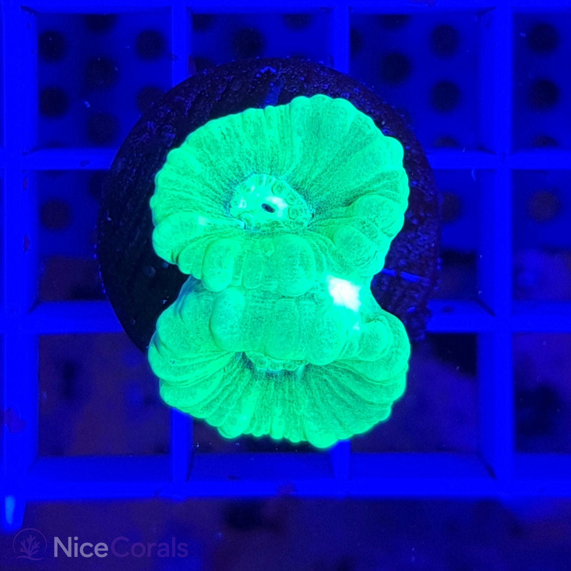 Caulastrea