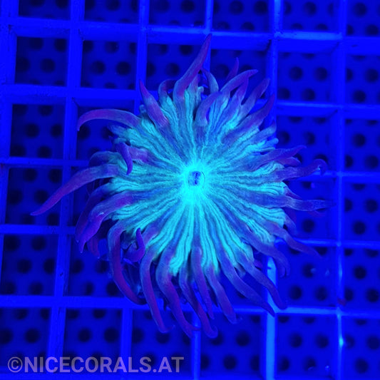 Duncanopsammia