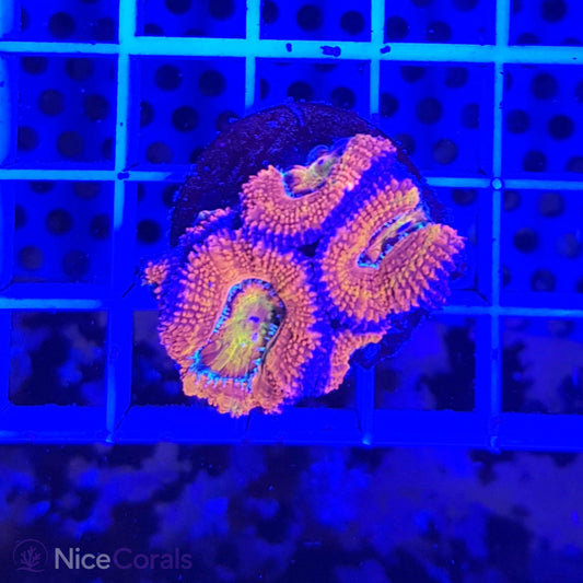 Acanthastrea