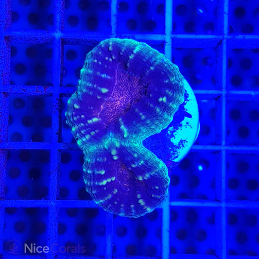 Lobophyllia