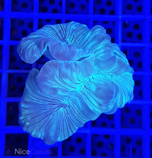 Nemenzophyllia