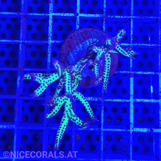 Seriatopora