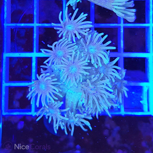 Goniopora