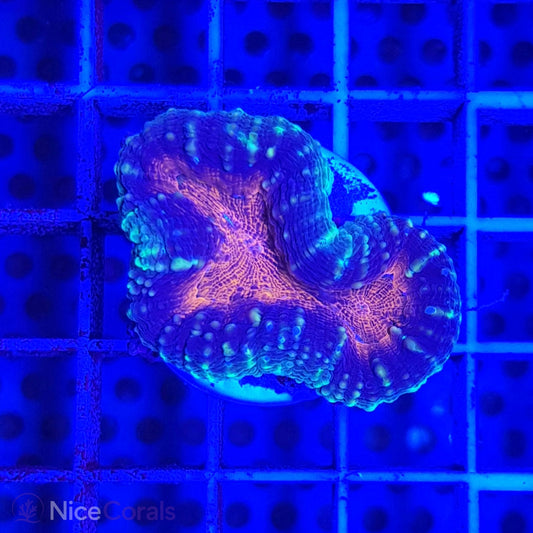 Lobophyllia
