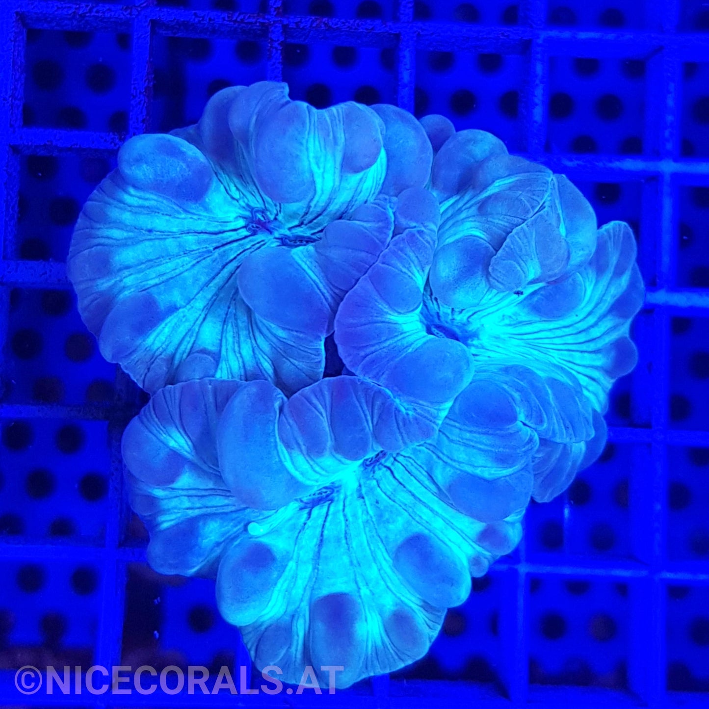 Nemenzophyllia