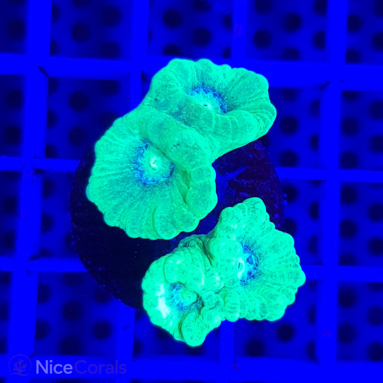 Caulastrea