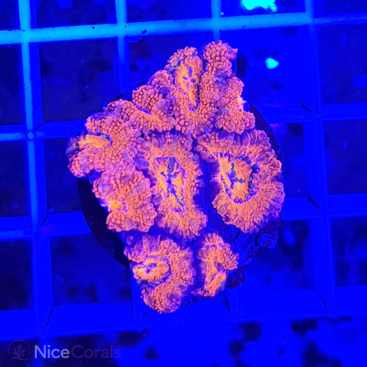 Acanthastrea