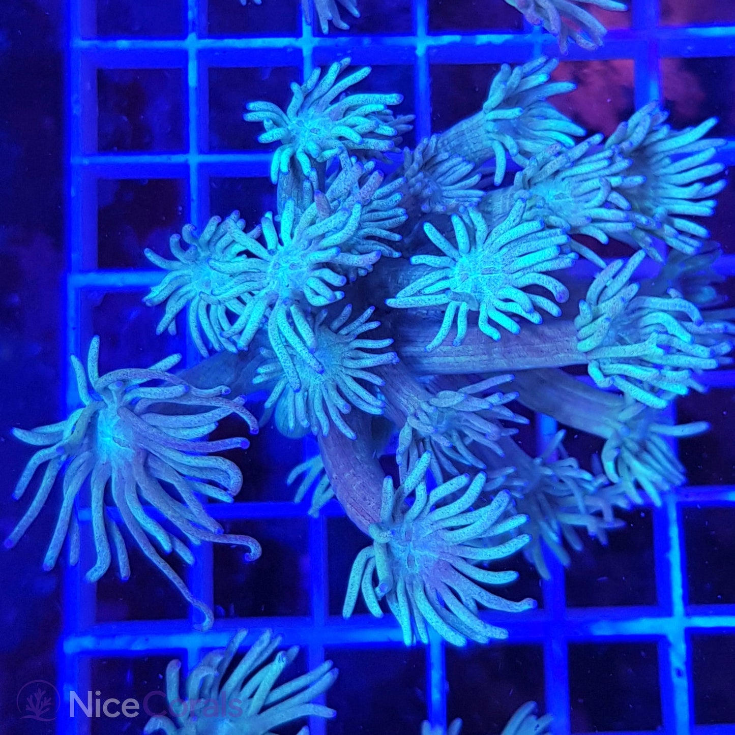 Goniopora