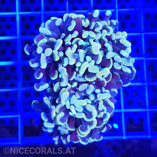 Euphyllia Paraancora Gold