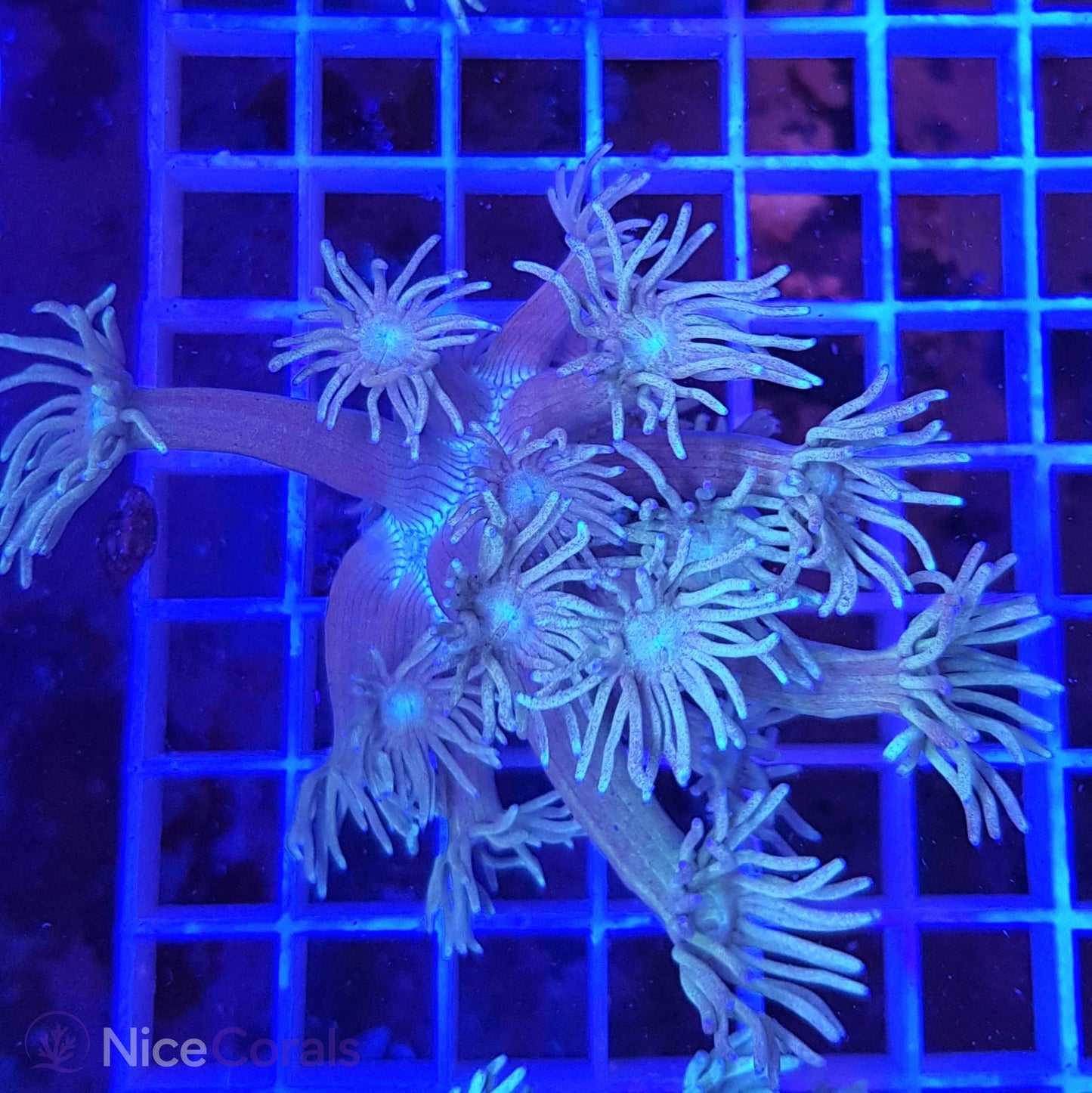 Goniopora