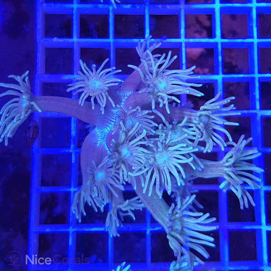 Goniopora