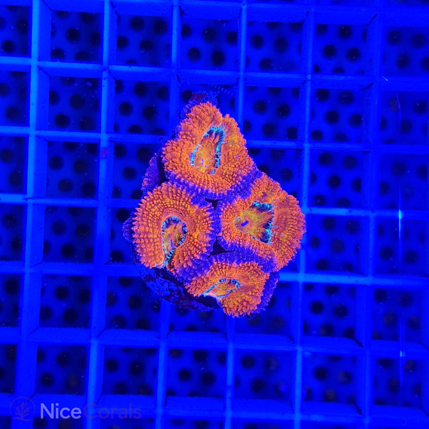 Acanthastrea