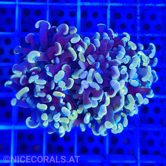 Euphyllia Paraancora Gold