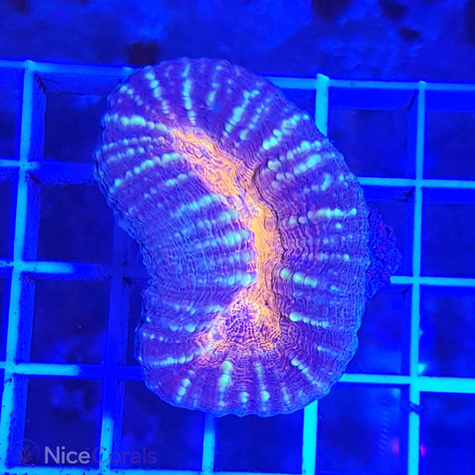 Lobophyllia