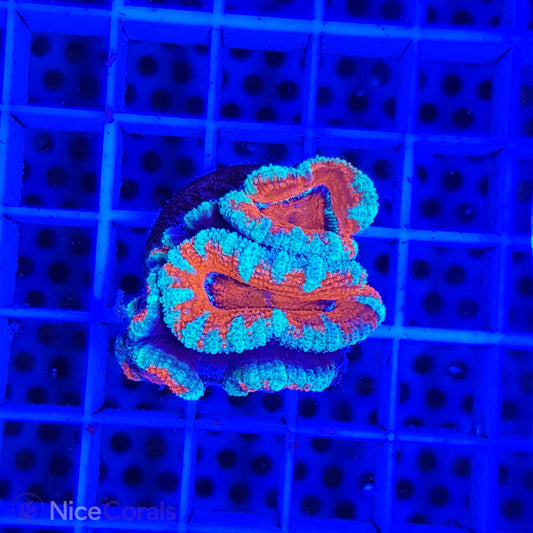 Acanthastrea