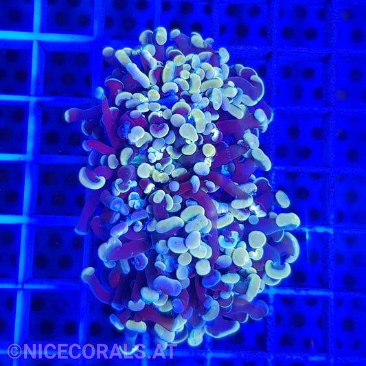 Euphyllia Paraancora Gold