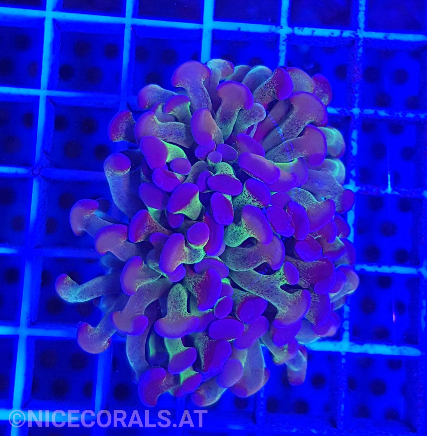 Euphyllia Paraancora