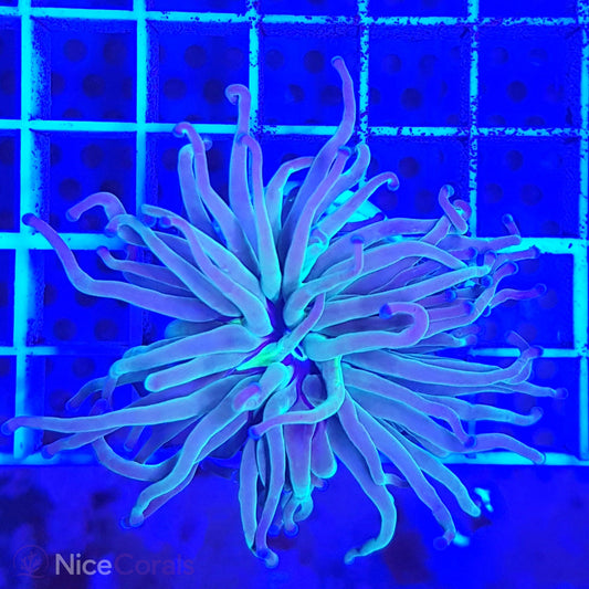Euphyllia Torch