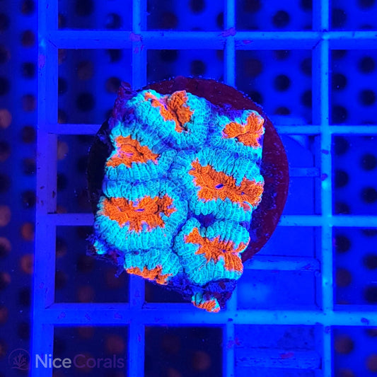 Acanthastrea