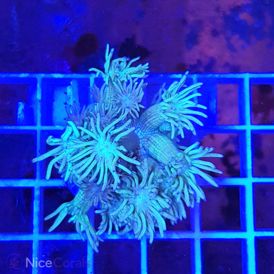 Goniopora