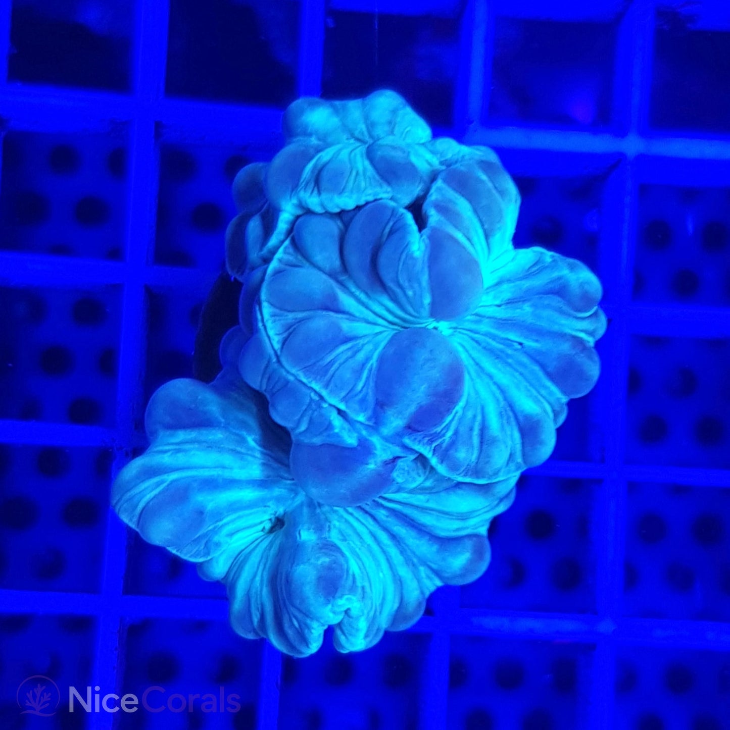 Nemenzophyllia