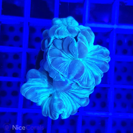Nemenzophyllia