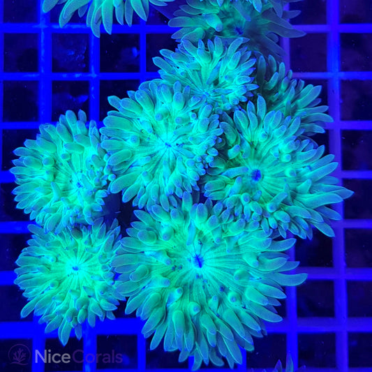 Duncanopsammia