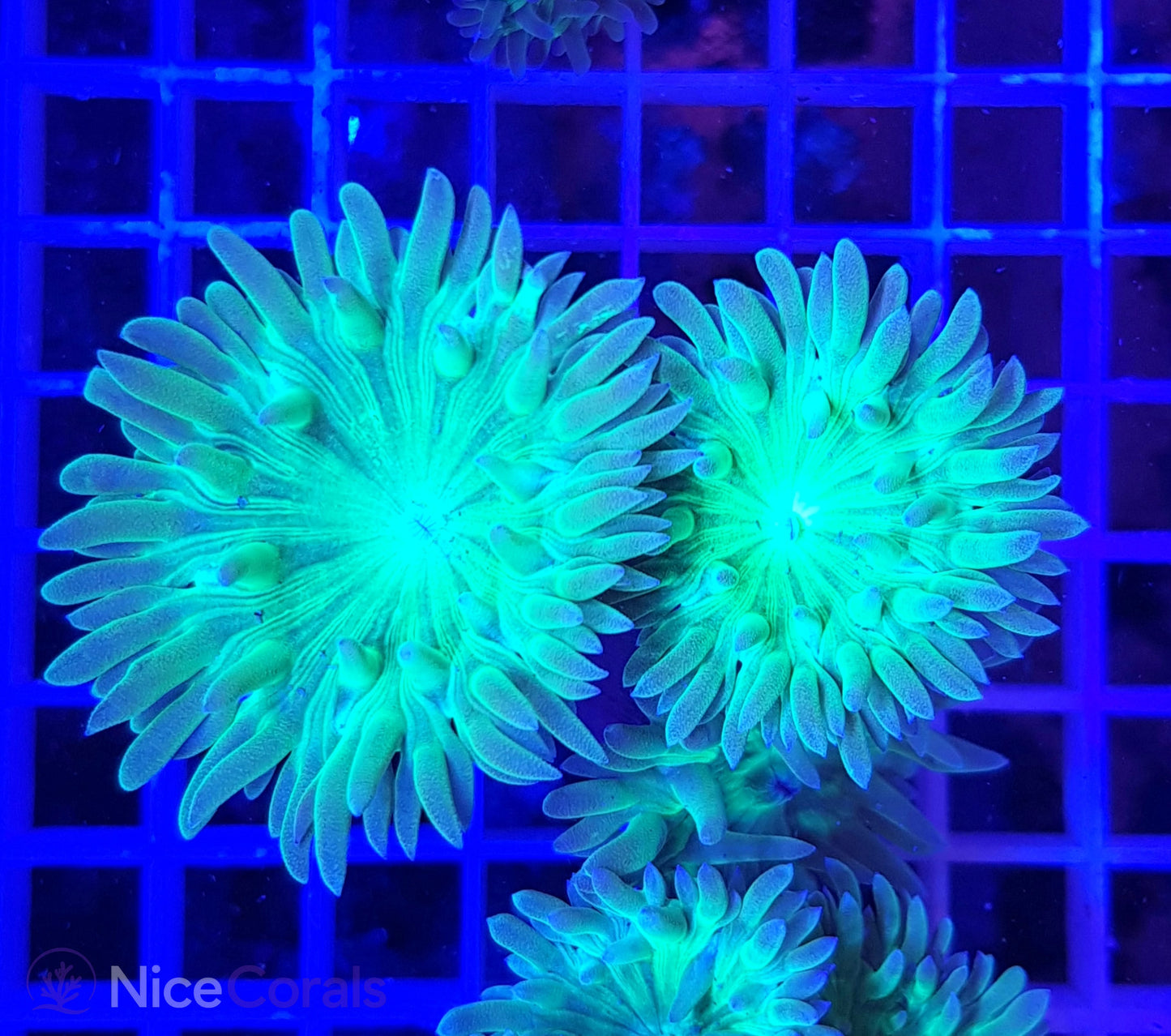 Duncanopsammia