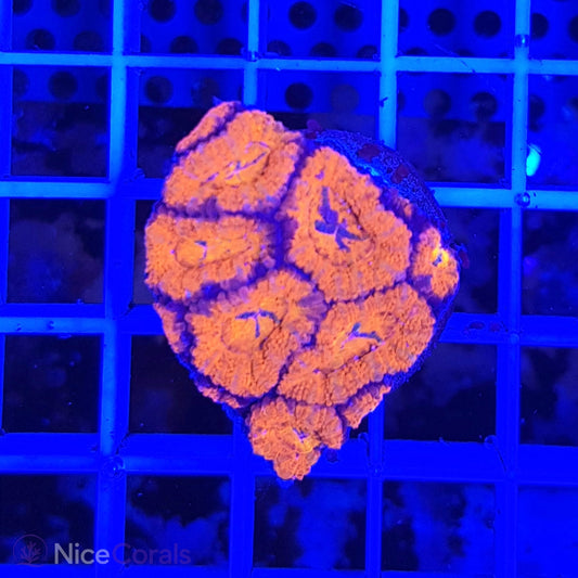 Acanthastrea