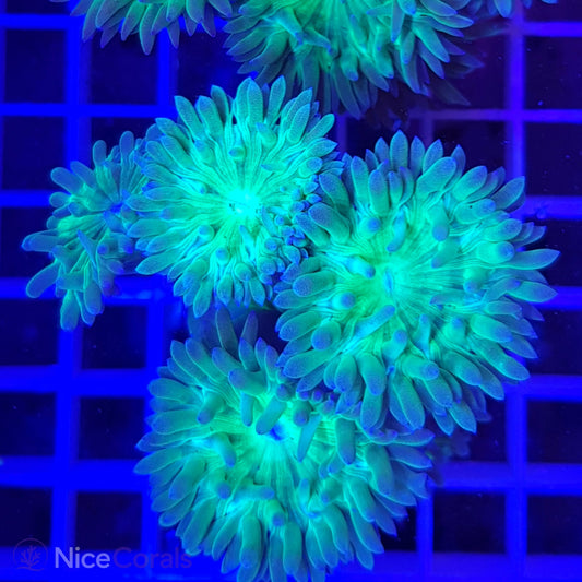 Duncanopsammia