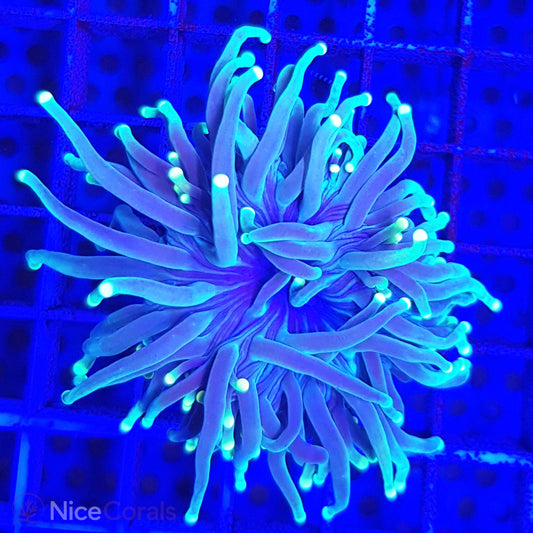 Euphyllia Torch