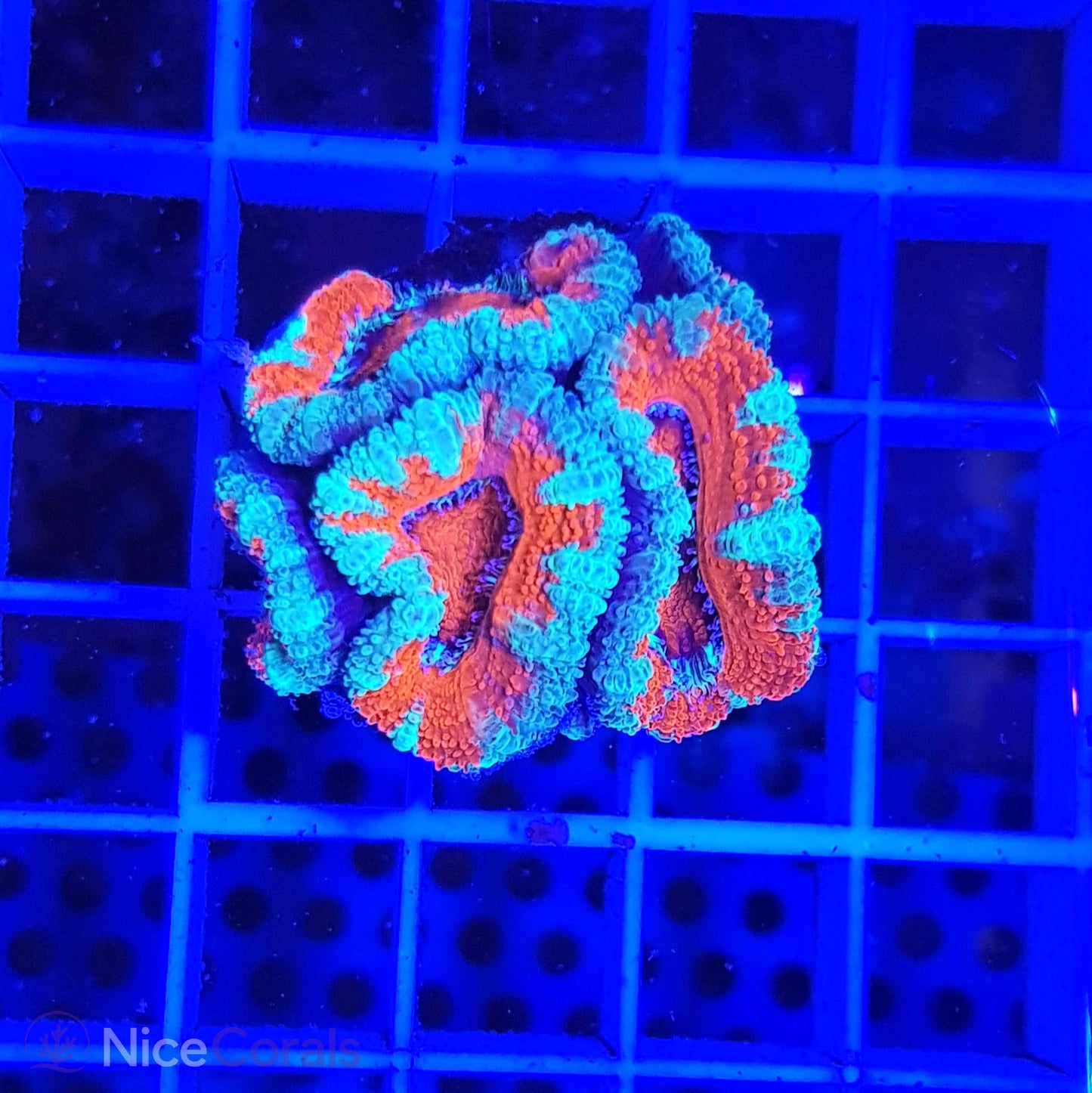 Acanthastrea