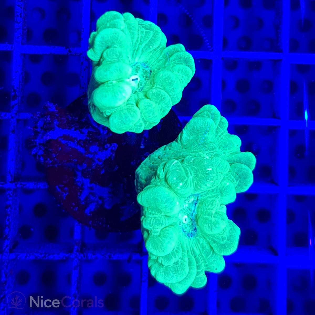 Caulastrea