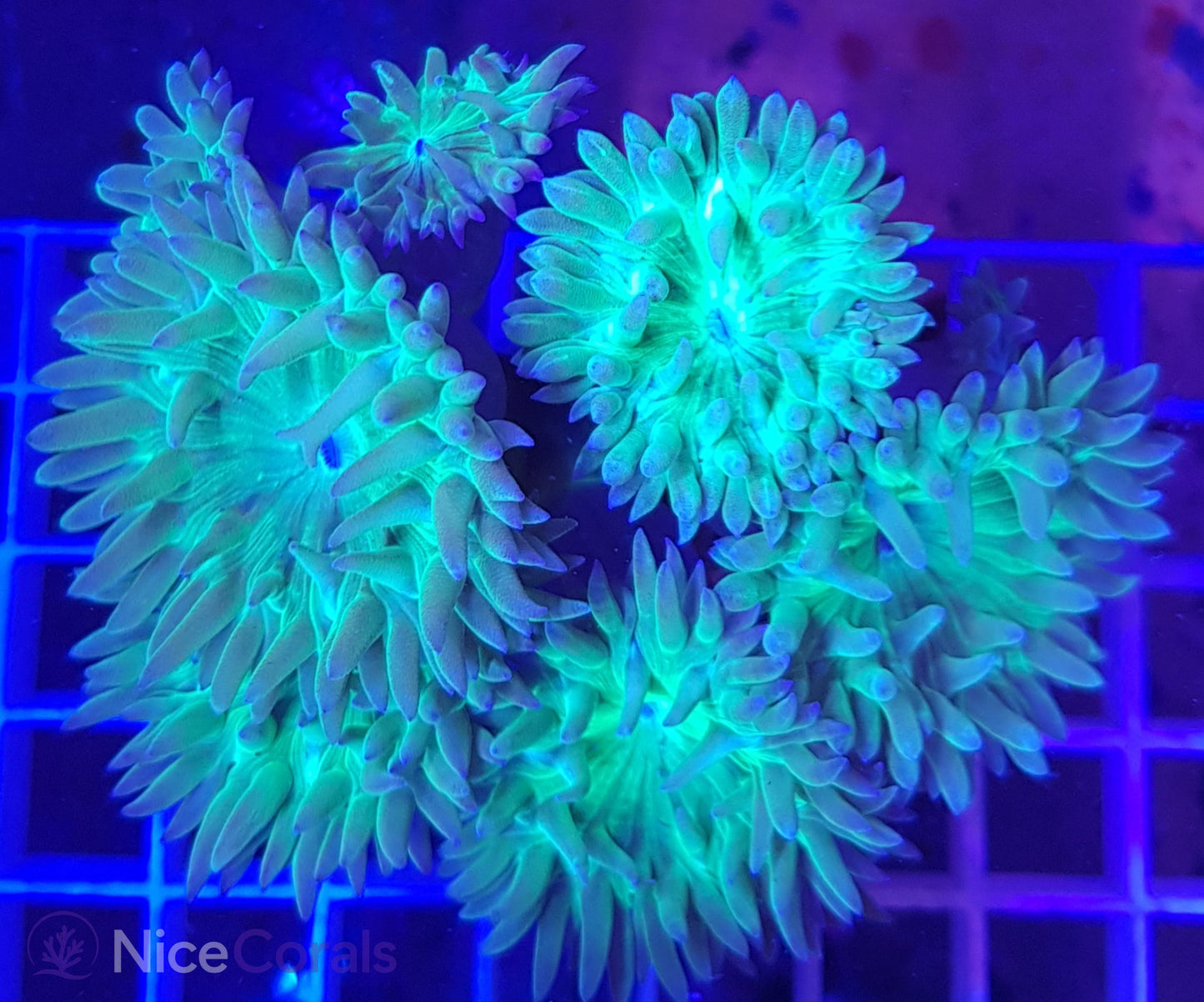 Duncanopsammia