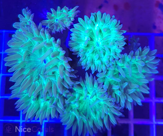 Duncanopsammia