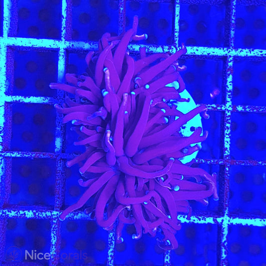 Euphyllia Torch