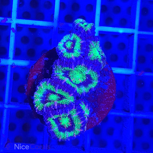 Acanthastrea