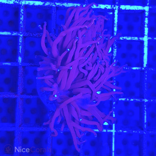 Euphyllia Torch