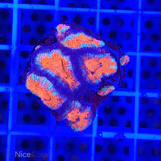 Acanthastrea