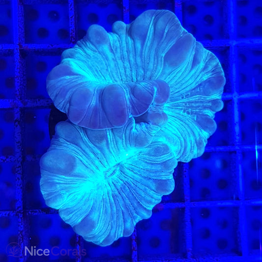 Nemenzophyllia