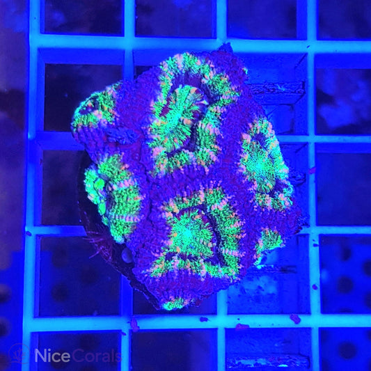 Acanthastrea