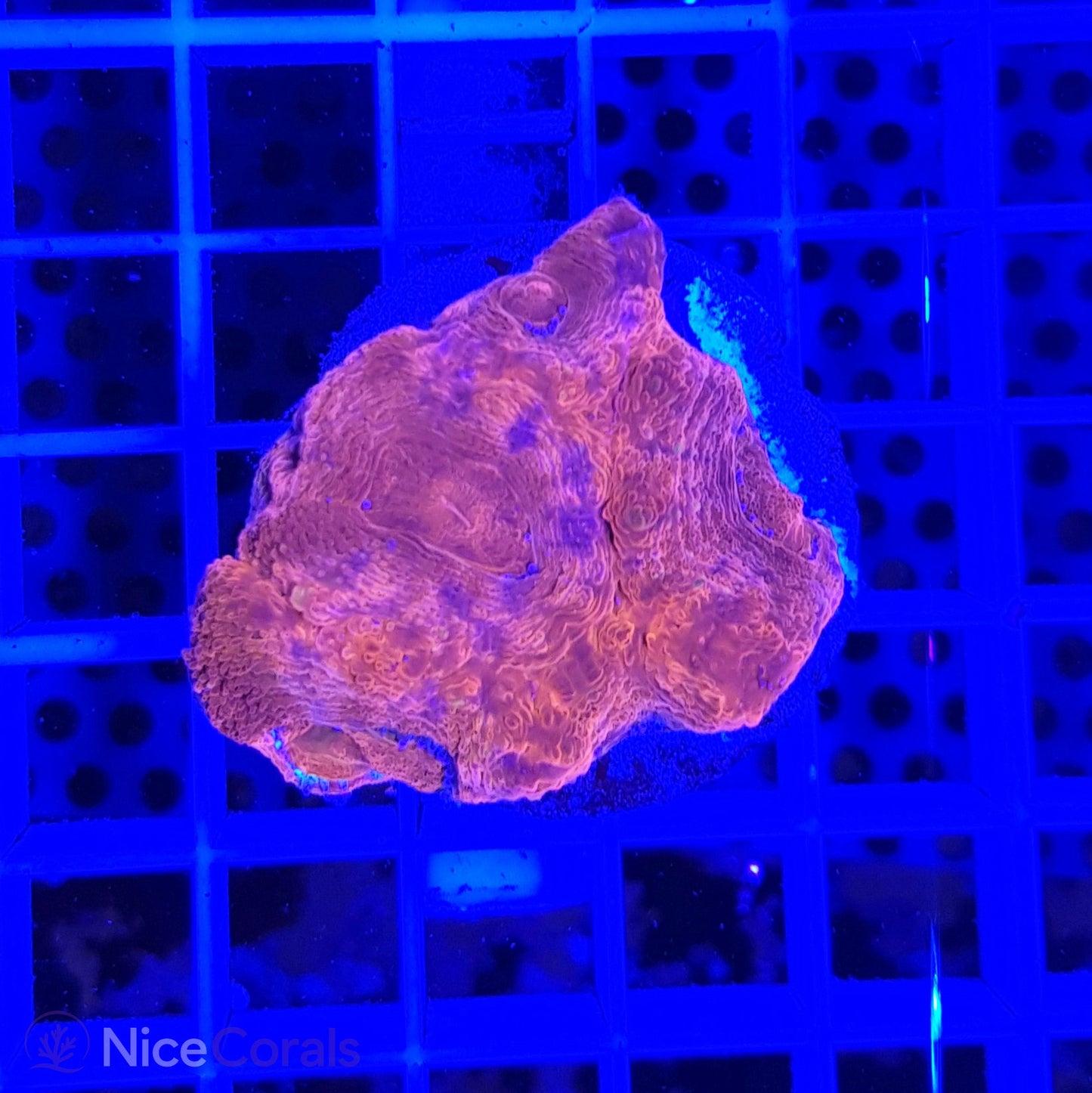 Acanthastrea bowerbanki